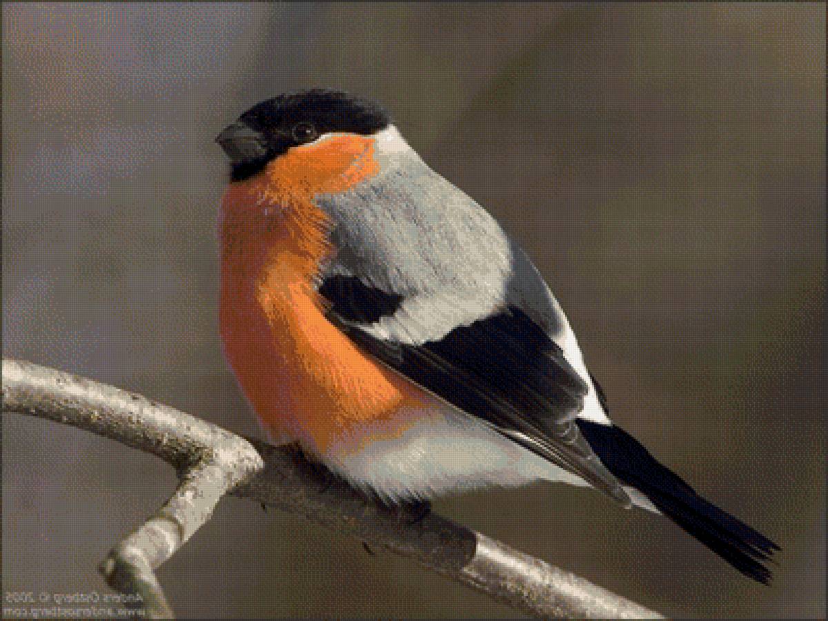 №1689158 - птица, снегирь - предпросмотр