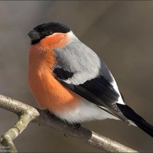 Схема вышивки «№1689158»