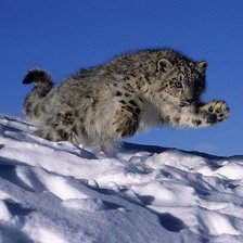 Схема вышивки «Ирбис»