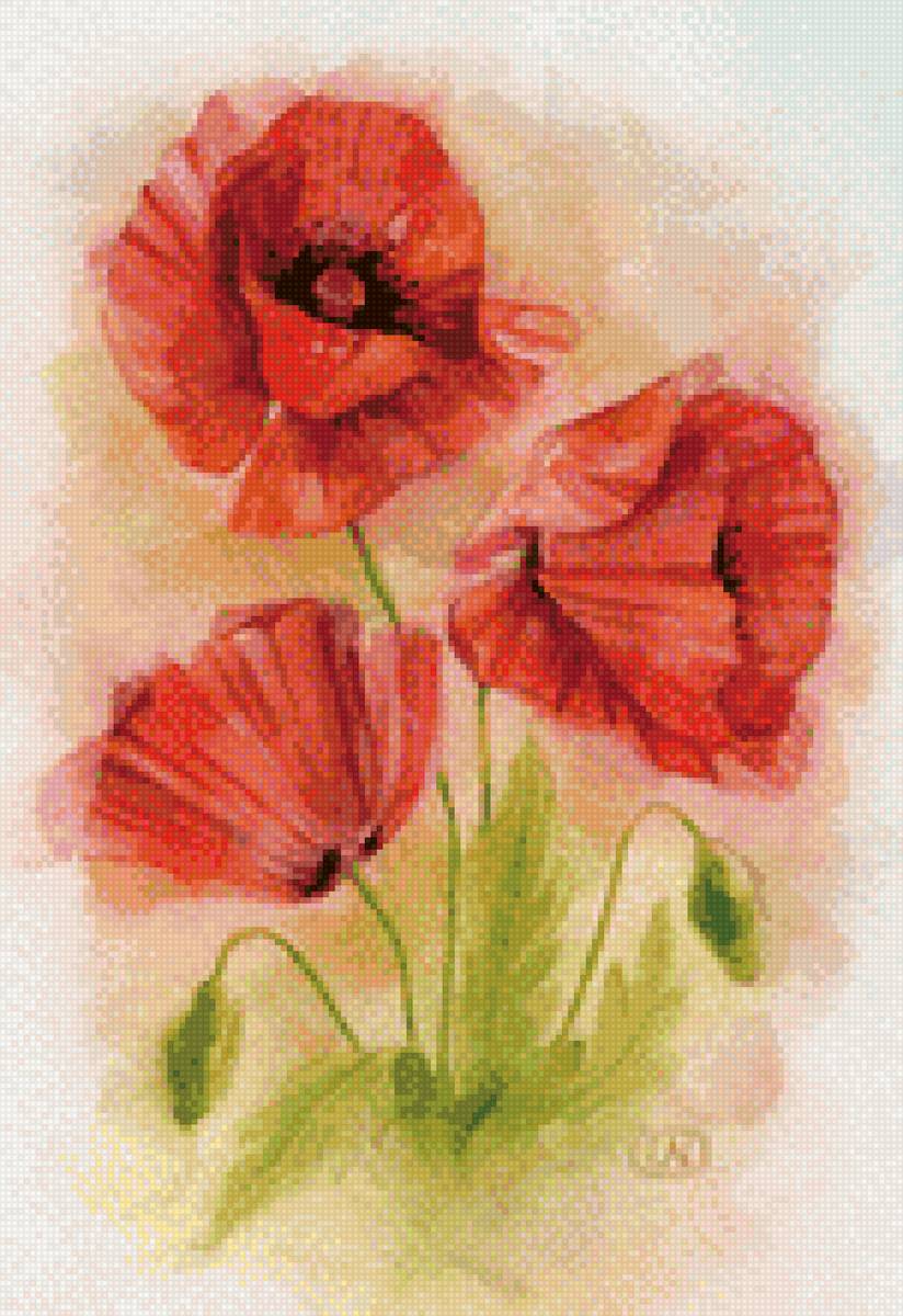 Маки - цветы, маки - предпросмотр