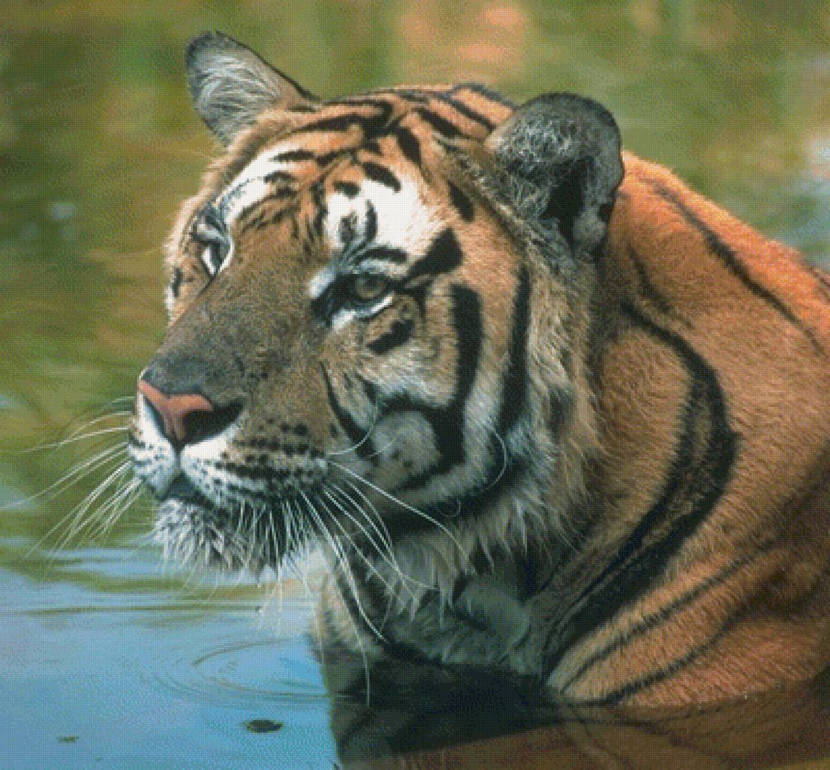 Тигр - животные, пейзаж - предпросмотр