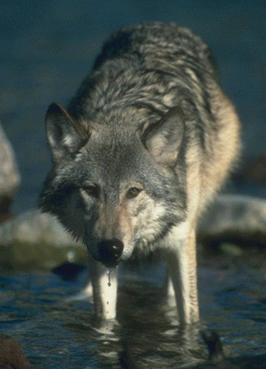 Волк - пейзаж, животные - предпросмотр