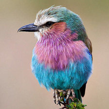 Схема вышивки «№1690753»