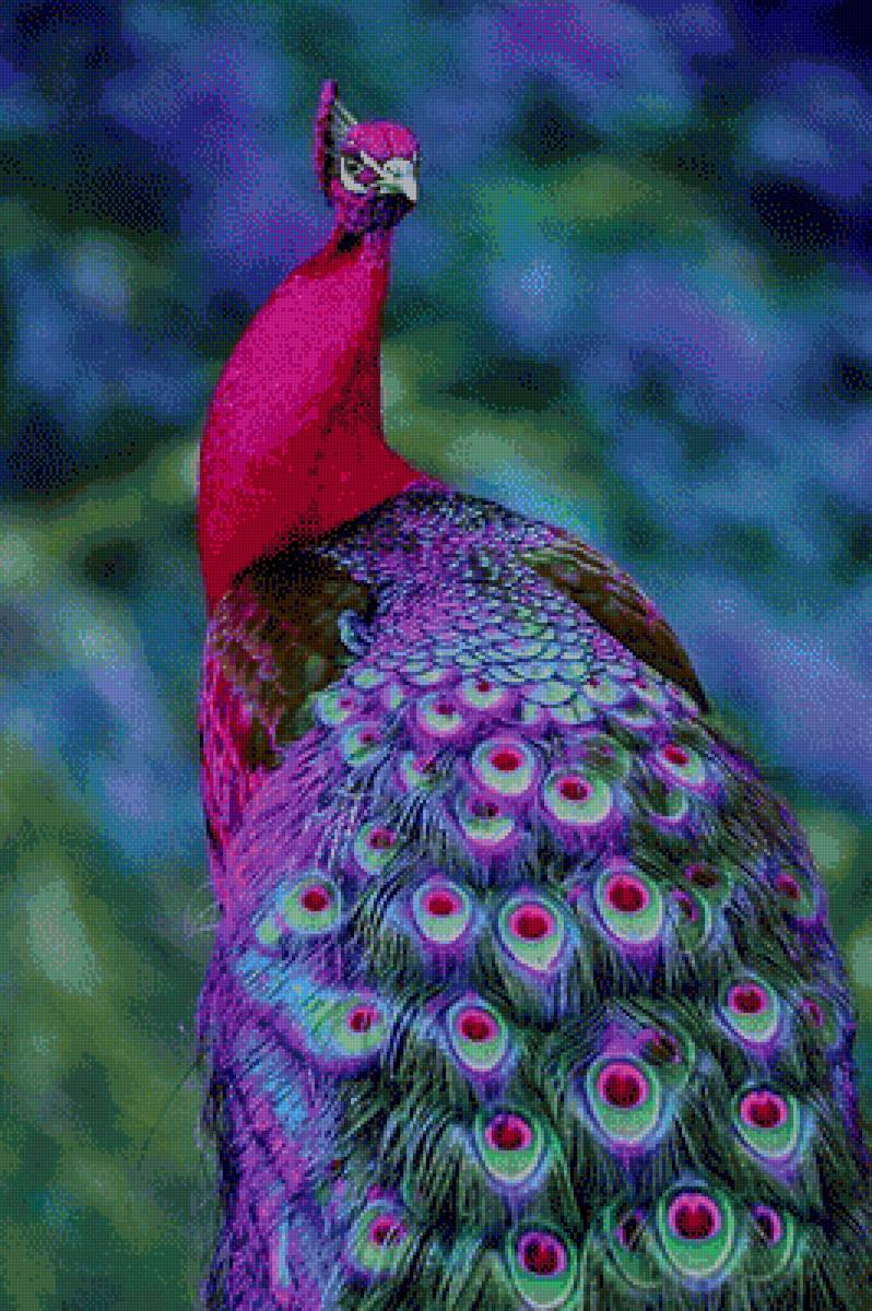 Павич - предпросмотр