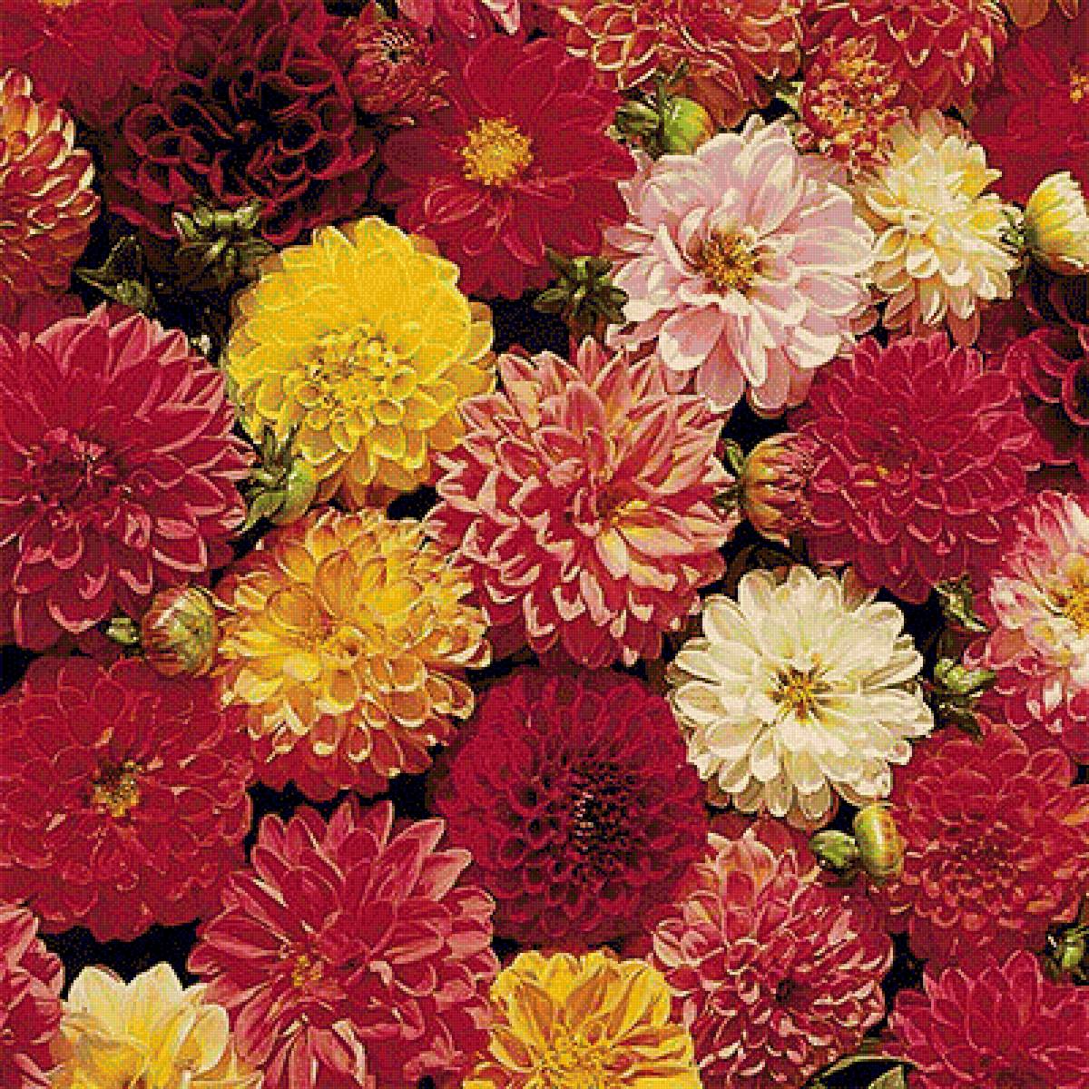 Жоржини - предпросмотр