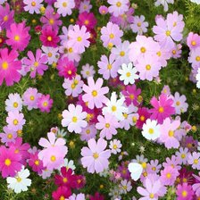 Схема вышивки «Космея»