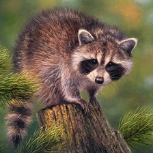 Схема вышивки «енот»