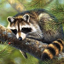 Схема вышивки «енот 2»