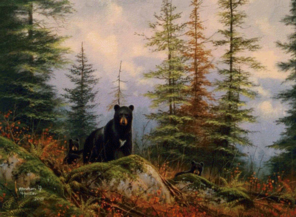 медведи - животные - предпросмотр