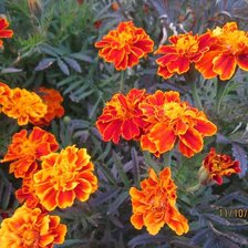 Схема вышивки «Чорнобривці»