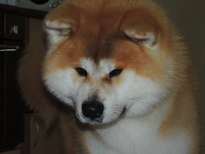 Kaminari Pride Runmaru - японская акита - оригинал