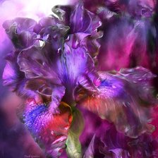 Схема вышивки «ирисы»