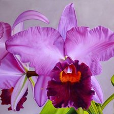 Схема вышивки «орхидея»