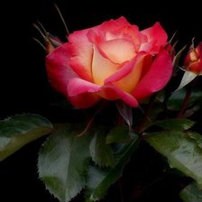 Схема вышивки «цветы на черном фоне»