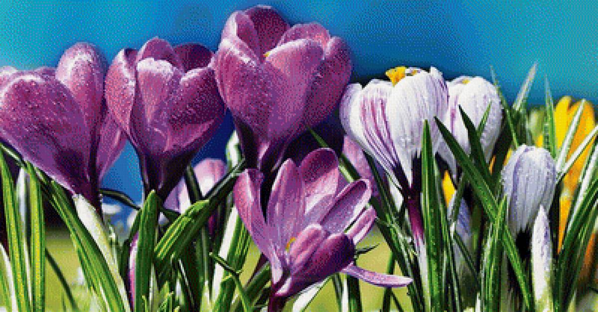 крокусы - цветы - предпросмотр