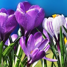 Схема вышивки «крокусы»