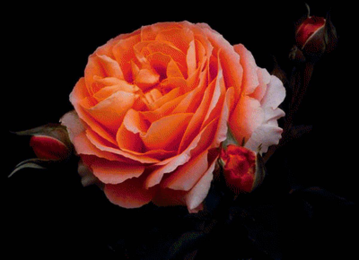 цветы на черном фоне - цветы - предпросмотр