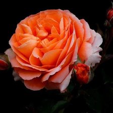 Схема вышивки «цветы на черном фоне»