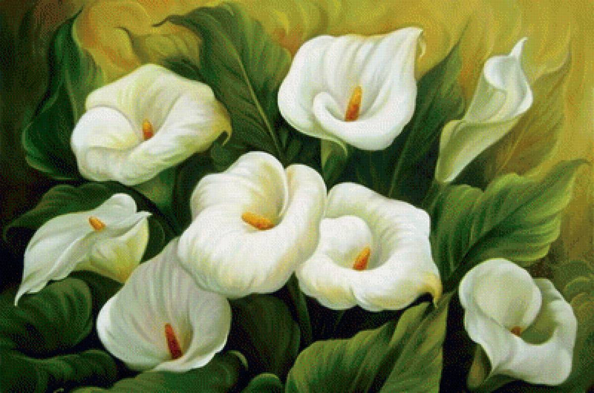 калы - цветы - предпросмотр