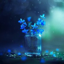 Синие цветы