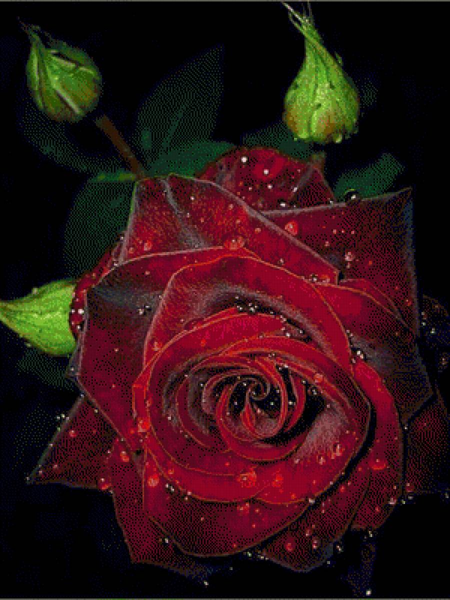 Троянда - троянда, квіти - предпросмотр