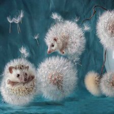 Схема вышивки «Їжачки»