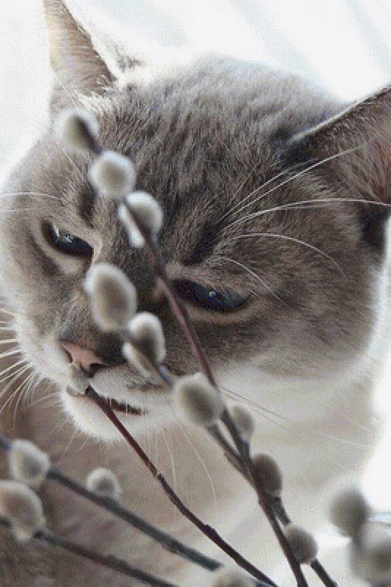 Котики - котики, верболоз - предпросмотр