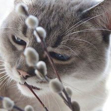 Схема вышивки «Котики»