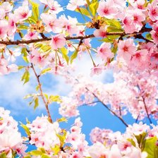 Схема вышивки «Весняний цвіт»