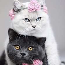 Схема вышивки «281»