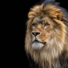 Схема вышивки «Лев»