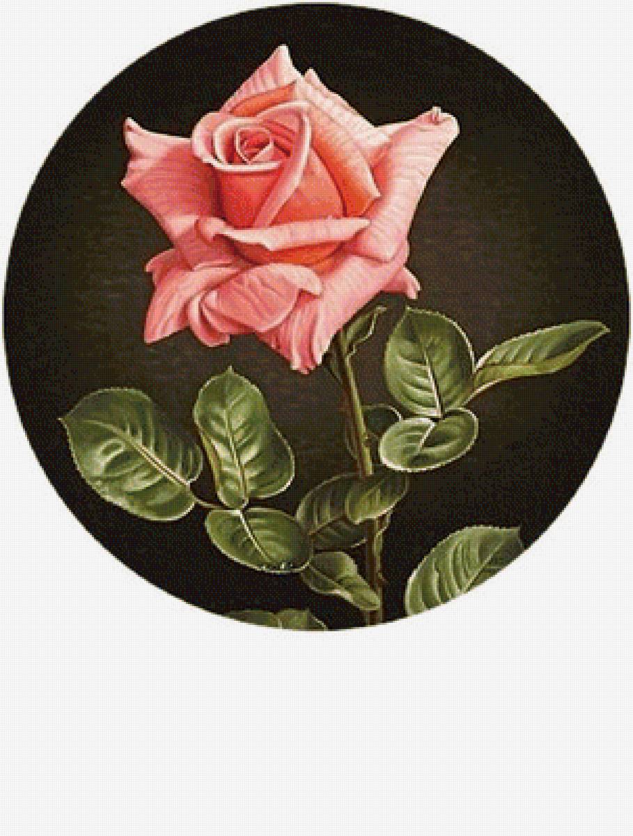 Роза - цветы - предпросмотр