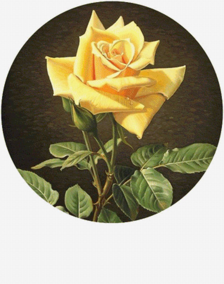 Роза - цветы - предпросмотр