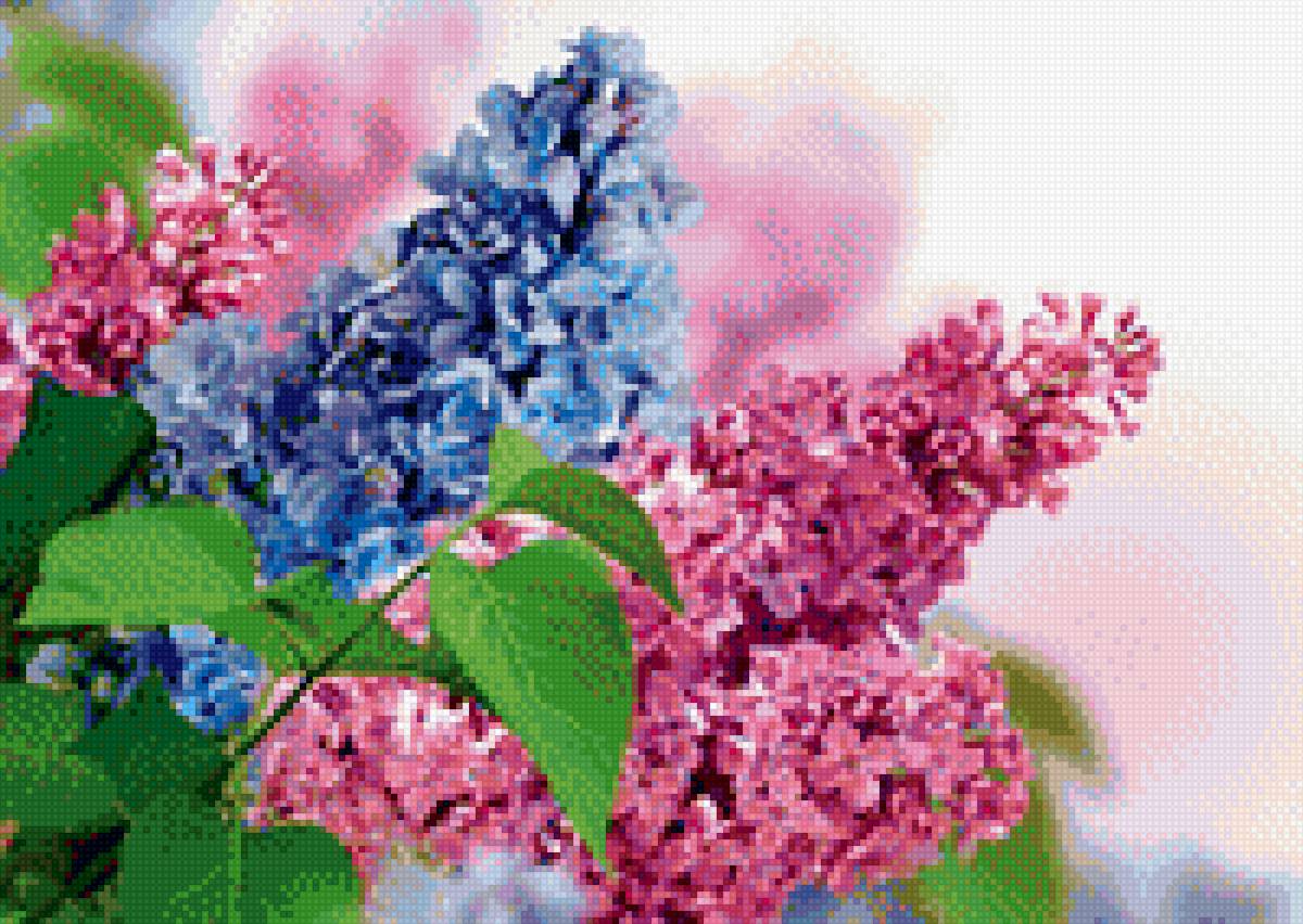 Сирень - весна, цветы, сирень - предпросмотр