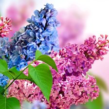 Схема вышивки «Сирень»