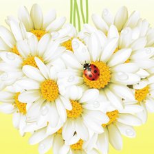 Схема вышивки «ромашки»