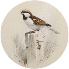 Схема вышивки «Воробей»