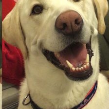 Схема вышивки «Окли»