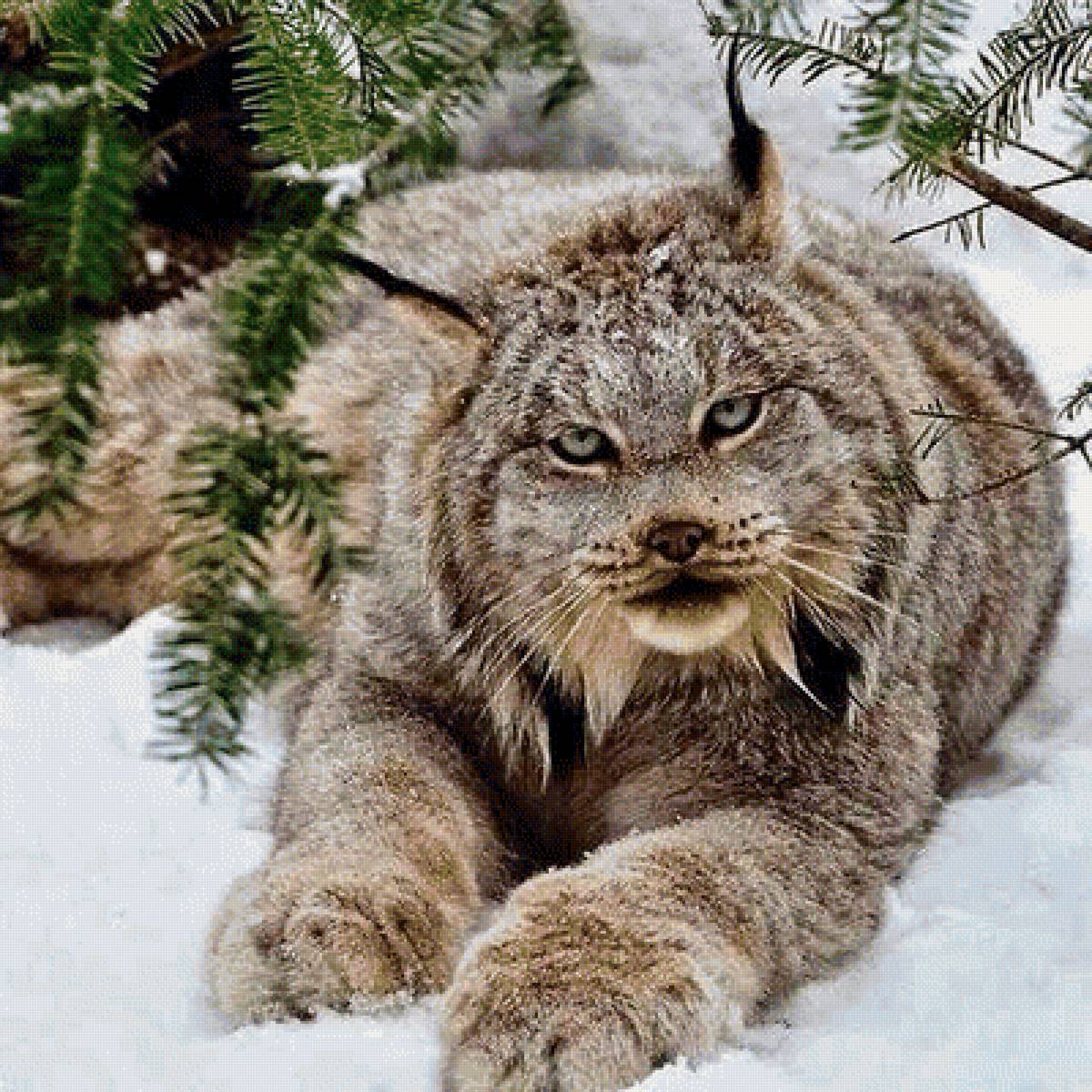 Канадская рысь - предпросмотр