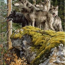 Схема вышивки «в дозоре»