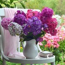 Схема вышивки «Флоксы»