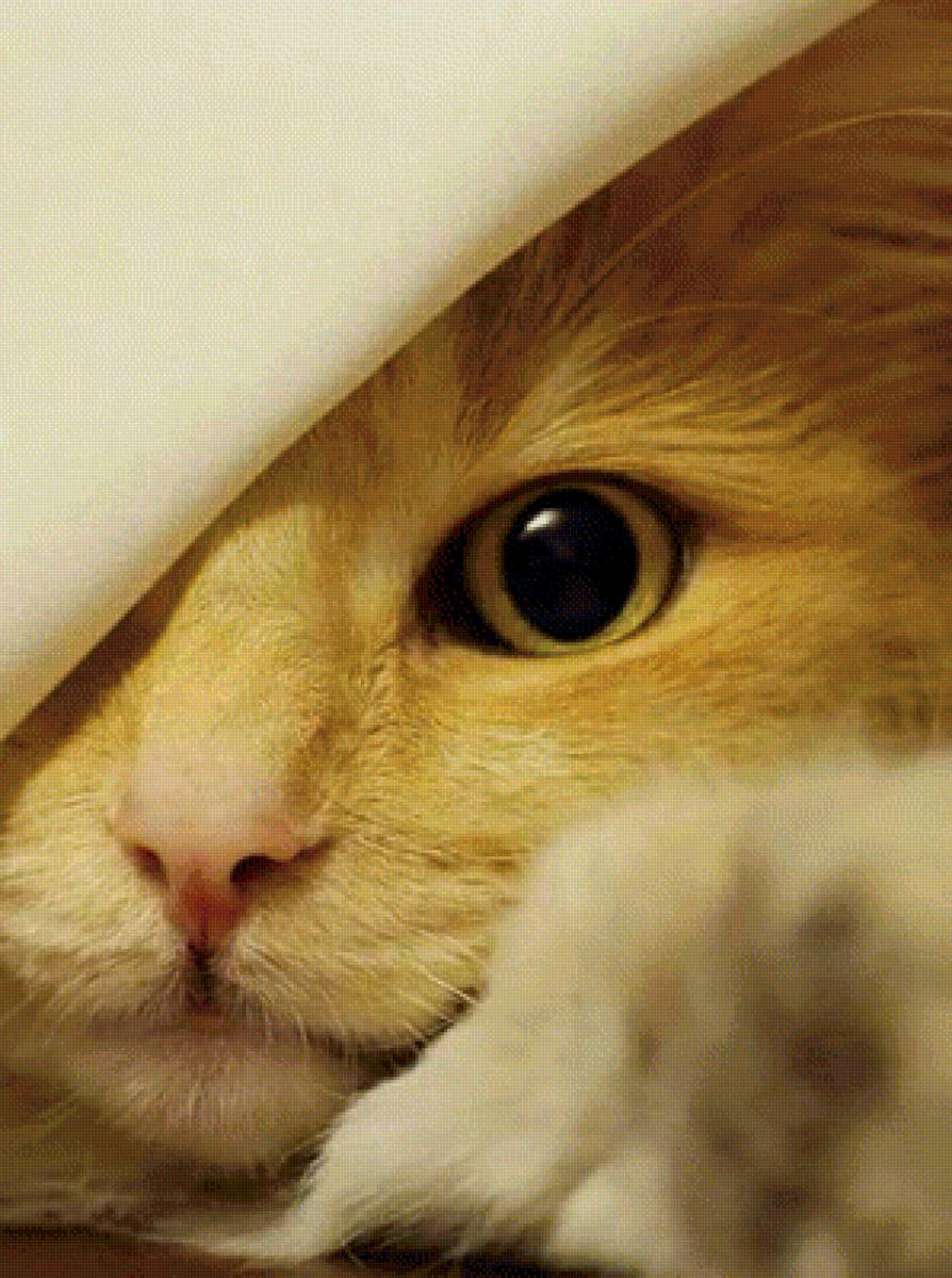 Котик - животные, котята, коты - предпросмотр