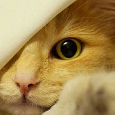 Схема вышивки «Котик»