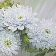 Схема вышивки «Хризантемы»