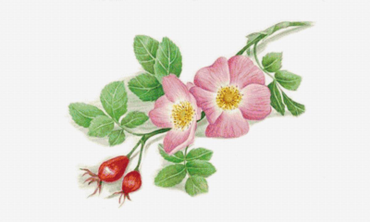 Ветка шировника - шиповник, цветы - предпросмотр