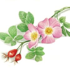 Ветка шировника