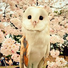 Полярная сова