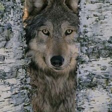 Схема вышивки «Волк»