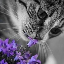 Схема вышивки «№1698118»