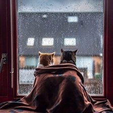 Схема вышивки «Кошачья парочка»